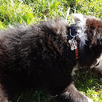 Tablica za ovratnico